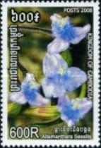 Seated Papageienblatt (Alternanthera sessilis)