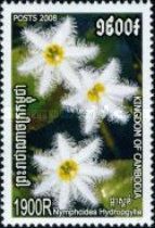 Nymphoides hydrophylla