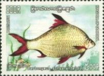 Tinfoil Barb (Barbonymus schwanenfeldii)