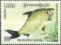 Barbel (Hypsibarbus lagleri)