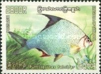 Sicklefin Barb (Puntioplites falcifer)
