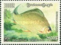 Barb (Osteochilus melanopleurus)