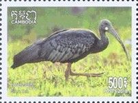 Giant Ibis (Pseudibis gigantea)