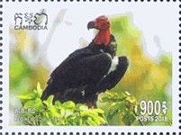 Red-Headed Vulture (Sarcogyps calvus)