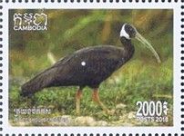 White-Shouldered Ibis (Pseudibis davisoni)