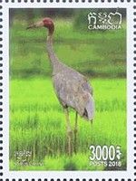 Sarus Crane (Grus antigone)