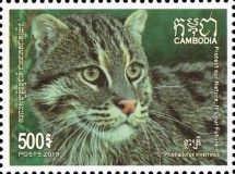 Fishing Cat (Prionailurus viverrinus)