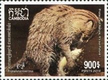 Fishing Cat (Prionailurus viverrinus)