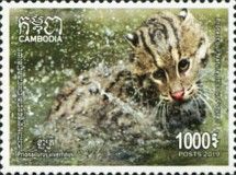 Fishing Cat (Prionailurus viverrinus)