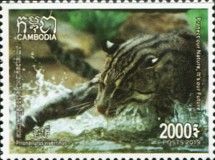 Fishing Cat (Prionailurus viverrinus)