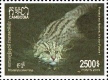 Fishing Cat (Prionailurus viverrinus)