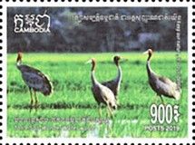 Sarus Cranes (Antigone antigone)