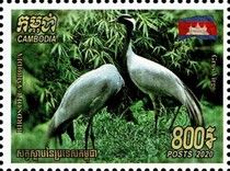 Demoiselle Crane (Grus virgo)