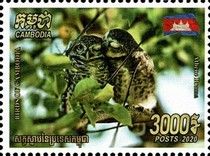 Spotted Owlet (Athene brama)