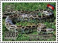 Python molurus bivittatus