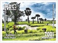 Rice Fields