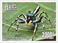Cosmophasis umbratica