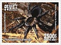 Cyriopagopus albostriatus