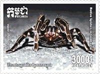 Cyriopagopus lividus