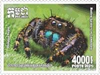 Phidippus regius