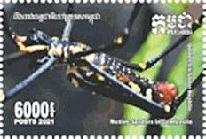Golden Silk Orb-weaver (Nephila clavipes)