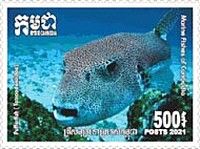 Puffer Fish (Tetraodontidae sp)
