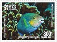 Orange-Cheeked Papeigen (Cetoscarus ocellatus)