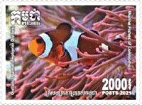 False Clownfish (Amphiprion ocellaris)