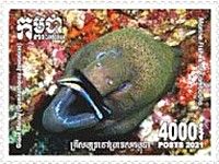 Giant Moray (Gymnothorax javanicus)
