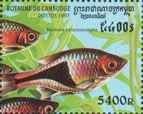 Harlequin (Rasbora heteromorpha)