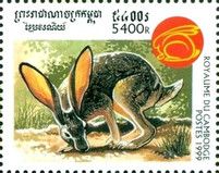 Year of the Rabbit