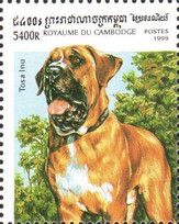 Tosa Inu (Canis lupus familiaris)