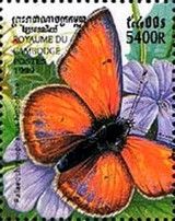 Purple-egged Copper (Palaeochrysophanus hippothoe)