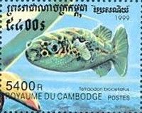 Figure Eight Puffer (Tetraodon biocellatus)