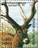 Pere David's Deer (Elaphurus davidianus)
