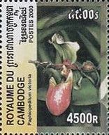 Paphiopedilum victoria