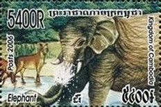 Asian Elephant (Elephas maximus)