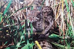 Fishing Cat (Prionailurus viverrinus)