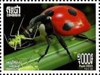 Coccinella septempunctata