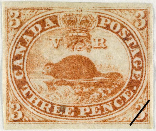 North American Beaver (Castor canadensis) - laid paper