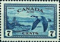 Canada Goose (Branta canadensis)