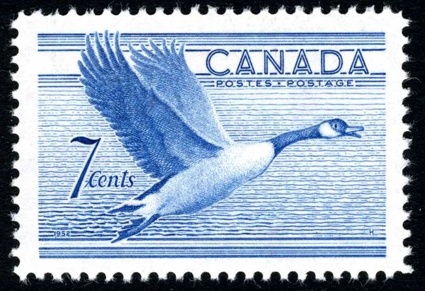 Canada Goose (Branta canadensis) in flight