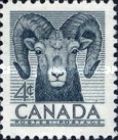 Bighorn Sheep (Ovis canadensis)