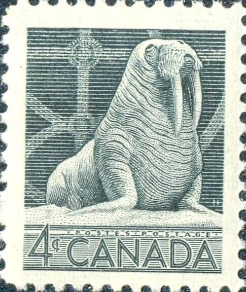 Walrus (Odobenus rosmarus)