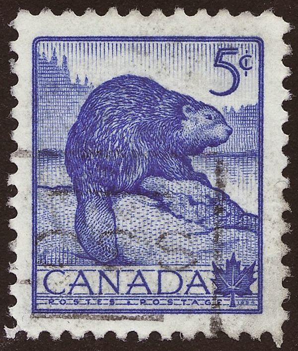 North American Beaver (Castor canadensis)