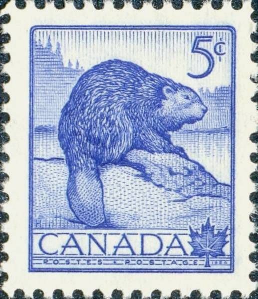 North American Beaver (Castor canadensis) - Bot. & RH Imperf