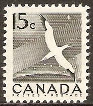 Northern Gannet (Morus bassanus)