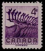 Caribou (Rangifer tarandus)