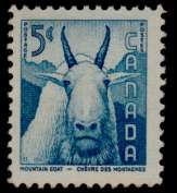 Mountain Goat (Oreamnos americanus)