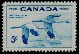 Whooping Cranes (Grus americana)